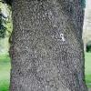 Tagged Tree ~ Kew gardens, England