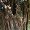 1000 year old Yew tree, Edan England