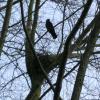 Nesting Raven