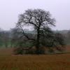 Pheasant in field with Oak tree ( England)